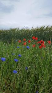 Imagem da galeria de Ferienidyll Nordwind em Dranske mais 38 fotografias