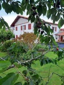 un árbol con hojas delante de una casa en Maison Errientania en Souraïde