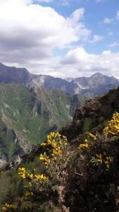 a view of a mountain with yellow flowers on it at L ' CANTON B & B in Colonnata