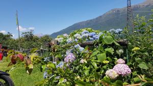 a garden of flowers with mountains in the background at Agriturismo Volpe Golosa in Morbegno