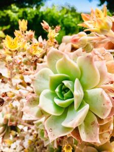 Um jardim no exterior de Quinta Quatro Ventos