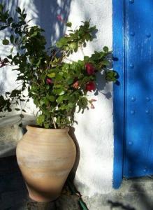 A garden outside Sierra y Mar