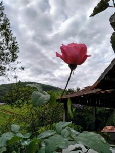 een roze roos bovenop een gebouw bij Casa da Roça in Visconde De Maua