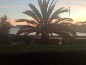 a palm tree in front of the ocean at sunset at Urbanización loureiral in Baiona
