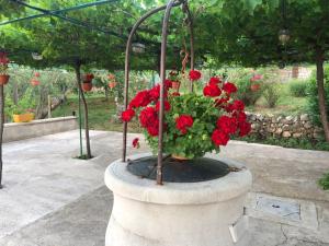 Ein Garten an der Unterkunft VILLA DIVNA