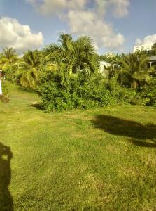 un campo de césped con palmeras en el fondo en Villa Josiane, en Sainte-Anne