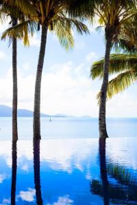 two palm trees reflected in the water at the beach at Beach Club in Hamilton Island