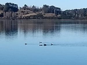 two ducks swimming in the water on a lake at Cabañas Reflejo de Luna in Castro