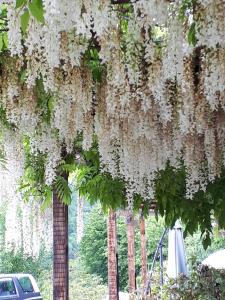 un montón de flores blancas colgando de un árbol en Villa Della Rocca, en Vobarno