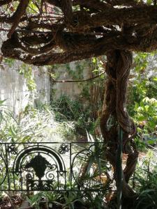 a garden area with a tree and a bench at La Dolce Vita a Positano boutique hotel in Positano