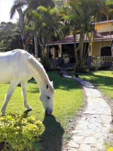 a white horse grazing on the grass in front of a house at Recanto do Ribeirão in Pindamonhangaba