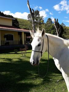 a white horse standing in front of a house at Recanto do Ribeirão in Pindamonhangaba