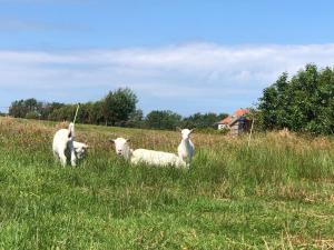 un groupe de trois ovins sur un champ dans l'établissement Hotel De Horper Wielen, à Kaard