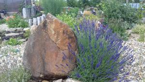 大帕夫洛維采的住宿－Penzion Pod Slunecnou，紫色花花园里的大石头