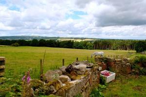 un caballo pastando en un campo con una pared de piedra en West Wood Yurts Ltd, en Newcastle