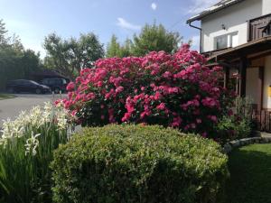 a bush of pink flowers in front of a house at Guesthouse Šebalj in Rakovica