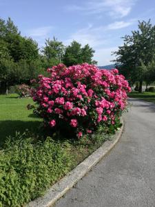 un cespuglio di fiori rosa sul ciglio di una strada di Guesthouse Šebalj a Rakovica