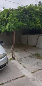 un albero in un parcheggio accanto a un'auto di Mendula a Spalato (Split)