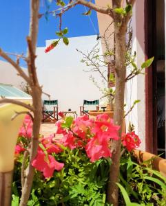 a bunch of pink flowers in a pot on a balcony at Maison de la Lagune in Oualidia