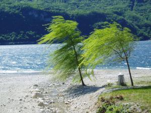 two trees on a beach near a body of water at Veroalex in Abbadia Lariana