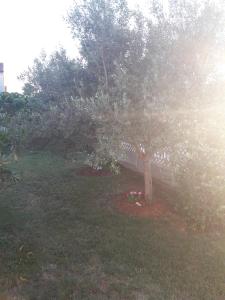 Zahrada ubytování Apartments Hrga
