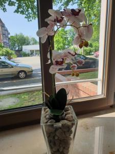 eine Vase voller Blumen im Fenster in der Unterkunft Avenue Apartment - Hilbersdorfer Straße in Chemnitz