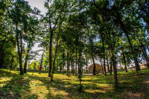 un grupo de árboles en un campo con césped en Krotoszyńska 28, en Koźmin