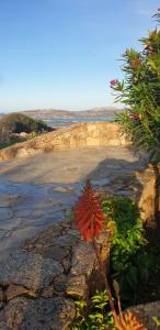 Une fleur rouge pousse sur les rochers dans l'établissement Villa Sprafundu, à La Maddalena