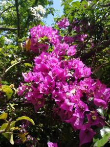 ジョヴィナッツォにあるSecret Gardenの紫花束