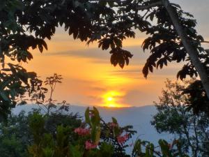 莫科阿selvamorena的树叶的日落