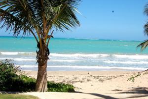 uma palmeira numa praia com o oceano em Isla Verde by the Beach em San Juan