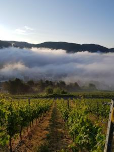 a field of vines with fog in the background at Mosella Ferienwohnungen in Bernkastel-Kues