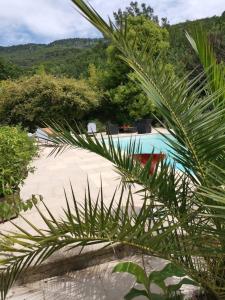Saint-Privat的住宿－Gîte effet d’art，游泳池前的棕榈树