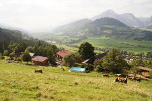 a group of cows grazing in a field with mountains in the background at Bio-Bauernhof Greiml in Gröbming