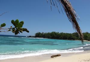 a turtle laying on a beach next to the ocean at Polish Princess Guest House in Port Antonio