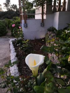 Vonkajšia záhrada v ubytovaní Finca Sa Cova de Mallorca