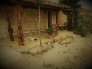 Zwei Hunde lagen vor einem Haus auf dem Boden. in der Unterkunft Li Casacci in Arzachena