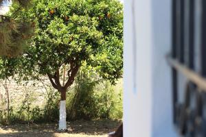 Vonkajšia záhrada v ubytovaní ORANGE GARDEN