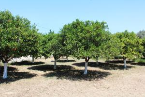 Vonkajšia záhrada v ubytovaní ORANGE GARDEN