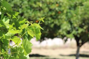 Vonkajšia záhrada v ubytovaní ORANGE GARDEN
