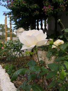 W ogrodzie rośnie biała róża w obiekcie Finca Sa Cova de Mallorca w mieście Sencelles