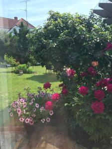 Zahrada ubytování Dadas Bed & Breakfast