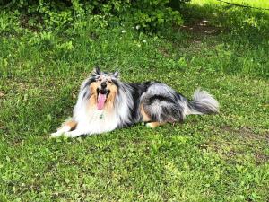 a dog laying in the grass with its tongue out at Boutique Hotel Loipenhof in Loipersdorf bei Fürstenfeld