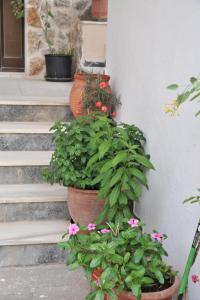 A garden outside Blue Wave