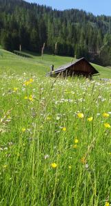 Gallery image of B&B Schlossar Haus in Sappada