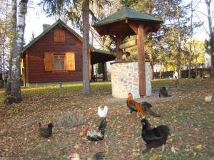 Zdjęcie z galerii obiektu PanAnn Organic Farm w mieście Narewka