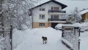 a dog standing in the snow in front of a house at Agrowczasy in Wola Piotrowa