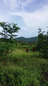 a field of grass with trees and mountains in the background at Pondok Masa Depan in Sidemen