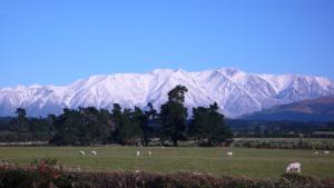 a herd of animals grazing in a field with mountains in the background at Gunyah Country Estate in Windwhistle