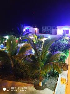 a group of palm trees in a yard at night at Villa el despertar azul in Same